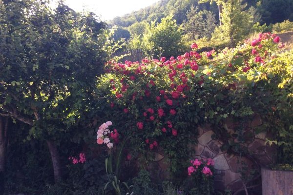 Doğa Köşkü Abant Bungalow Evleri
