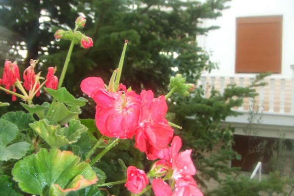 Nefes Hotel