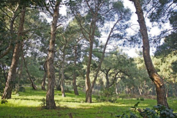 Perili Köşk Consept Hotel