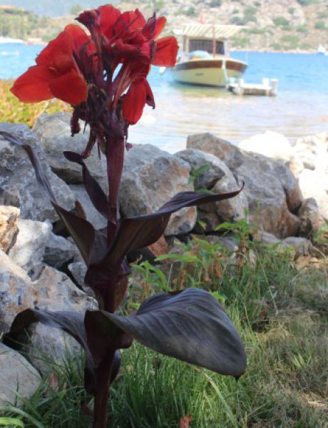 Selimiye İskele Pansiyon