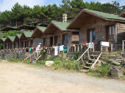 Woody Ville