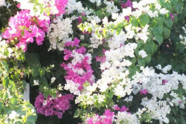 Alya Hotel Bodrum