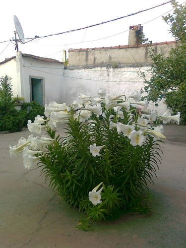 Bedriye Hanım Konağı Guest House