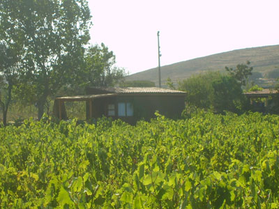 Güler Bağ Evi-Pansiyon