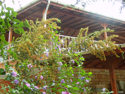 Hotel Mercan