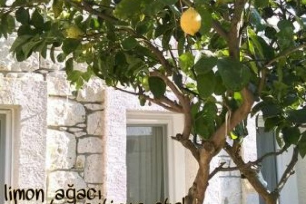 Limonağacı Alaçatı Butik Otel