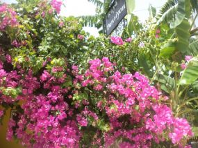 R&uuml;ya Pansiyon S&ouml;ğ&uuml;t