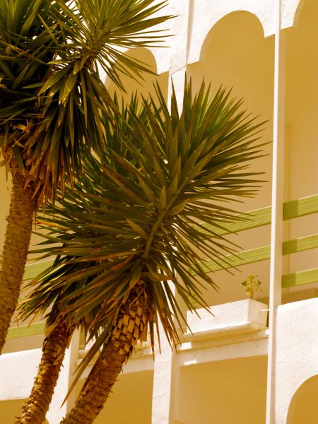 Yucca Alaçatı
